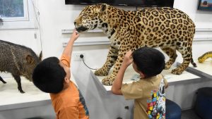 Exposición sobre el monte chaqueño atrajo a familias en Resistencia