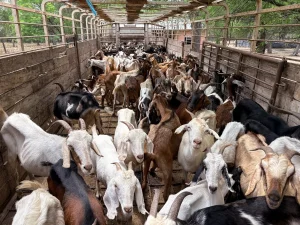 Cabras dentro de un camión de carga para su traslado.