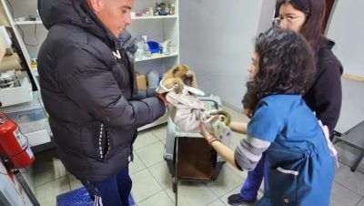 Un mono carayá herido fue rescatado en Resistencia