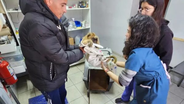 Un mono carayá herido fue rescatado en Resistencia