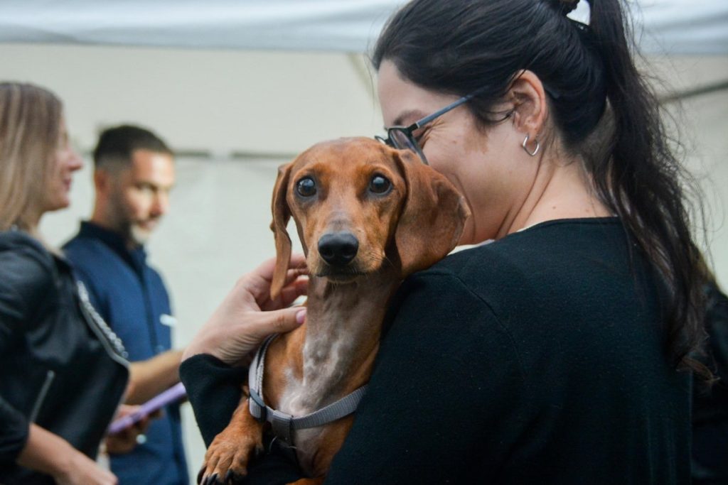 Salud animal: exitoso inicio del programa "Dejando Huellas"