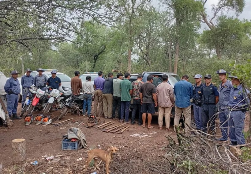 Golpe a la tala ilegal: 13 detenidos en un operativo en Fuerte Esperanza