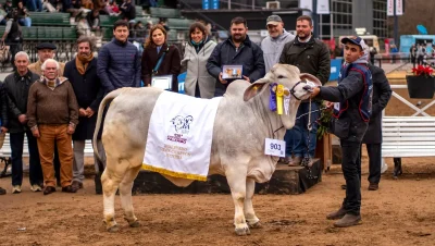 La ganadería chaqueña se destacó con premios en Palermo