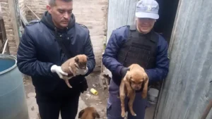 Allanamiento en Charadai: rescataron a diez perros y secuestraron un arma